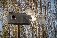White owl flying away from nest box